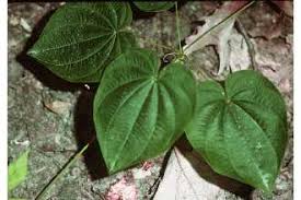 Image result for Dioscorea quartiniana