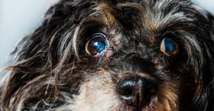 Due to glycosuria, the dog urinates in large quantities. Why Are My Dog S Eyes Cloudy