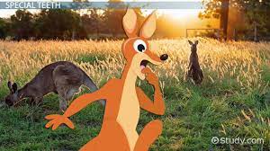 Also, some of them eat bark of trees, juice and flowers. What Do Kangaroos Eat Lesson For Kids Video Lesson Transcript Study Com