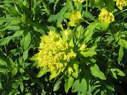 Image result for Euphorbia schimperiana