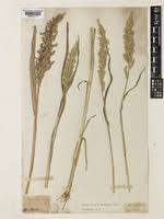 Image result for Echinochloa frumentacea