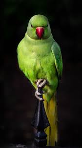 Parrot Green Bird Sit Portrait 720x1280 Wallpaper Green Parrot Bird Pet Birds Parrot Pet