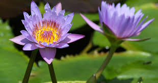 Maybe you would like to learn more about one of these? Blue Lotus Flower Nymphea Caerulea Top Quality Herbs Tinctures