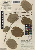 Image result for Tacazzea