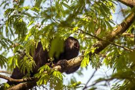 The amazon rainforest alone provides a habitat for over 40,000 plant species! 11 Amazing Rainforest Animals Rainforest Alliance