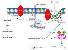 Image result for P-Glycoprotein