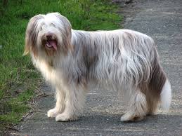 The Ultimate Bearded Collie Food Buyers Guide Dog Food Guru