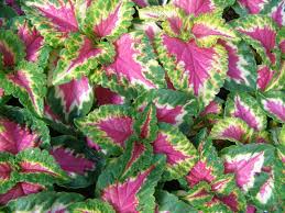 Image result for Coleus hereroensis