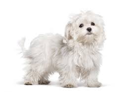 'it's a lovely breed of dog and has won many admirers with its long silky hair and cuddly size. Maltese Puppy 4 Months Old Photos Free Royalty Free Stock Photos From Dreamstime