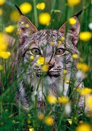 Top 17 Amazing Nature Pictures Creative Life Animal Digital Photography Tip Animals Wild Cool Pictures Of Nature Cute Animal Pictures