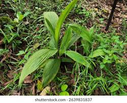 Image result for Curculigo latifolia