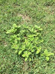 Image result for Richardia brasiliensis