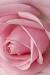 Iphone Cherry Blossom Beautiful Flower Wallpaper