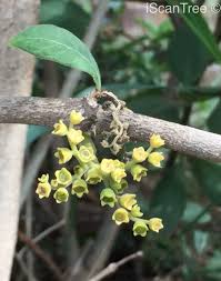 Image result for Afrocanthium pseudorandii