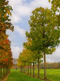 Image result for Cuviera tomentosa