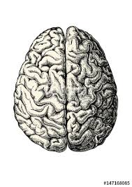 Image result for Human brain top view