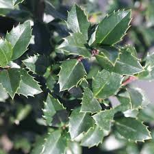 Castle Wall® Blue Holly - Proven Winners Colorchoice Flowering Shrubs