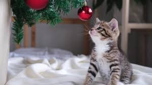 Get a weekly dose of stories on friendship, love, misadventures and special offers. Kitten Stock Video Footage 4k And Hd Video Clips Shutterstock