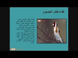 بيتس جوت ويب تقدم مواصفات طائر الحسون Petsgotweb Pandora Screenshot