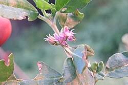 Image result for Zaleya