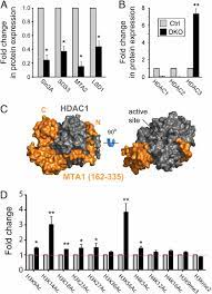 Histone Deacetylase Hdac 1 And 2 Are Essential For Accurate Cell Division And The Pluripotency Of Embryonic Stem Cells Pnas