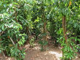 We did not find results for: O Cinnamon Tree Blog Spice Trekkers
