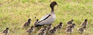 The type of toxin ingested will determine the symptoms. Wood Duck Backyard Buddies