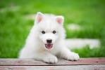 500+ White Dog Pictures [HD] | Download Free Images on ...