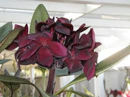 Pin En Plants Color Burgundy