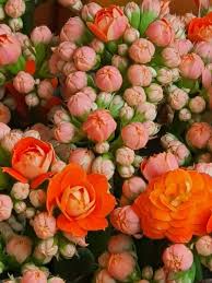 Image result for Kalanchoe crenata