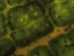 Animal cells lack the hard cell wall and chloroplasts that are present in plant cells. Plant Cell Gifs Get The Best Gif On Giphy