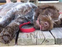 All puppies will be microchipped and having received their first vaccinations as well as being hea. Wirehaired Pointing Griffon Dog Breed Information Griffon Dog Dog Breeds Dogs
