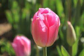 Image result for Eragrostis patentipilosa