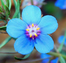 Image result for Lysimachia monelli