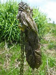 Image result for Anchomanes