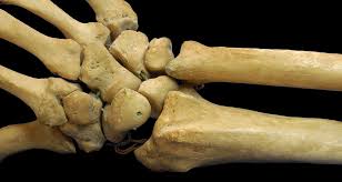 We can only begin to outline the mechanisms of bone formation here; Short Bone Wikipedia