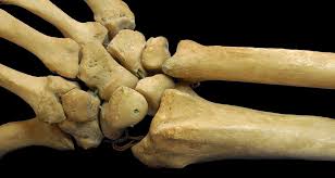 There are two types of cartilaginous joints: Short Bone Wikipedia