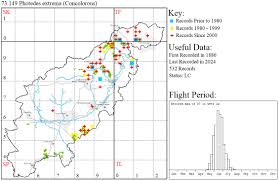 Image result for Photedes extrema
