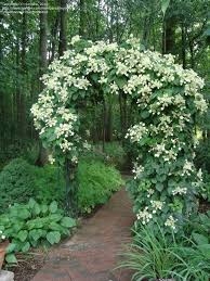Unrivaled in the shrub world for beautiful flowers, these elegant plants are easy to cultivate, tolerate almost any soil, and produce abundant blooms. Viedetaxi On Twitter Climbing Hydrangea Shade Garden Garden Vines