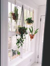 Pin By Taylor Morrison On Dinning Room Hanging Plants Indoor Window Plants Hanging Plants