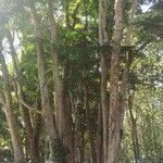 Image result for Secamone stuhlmannii