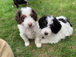 The golden retrievers we breed are our pets and roam our farm freely. Iowa Mini Goldendoodles And Bernedoodles Home Facebook
