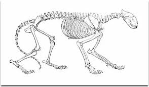 Bones in the body the human being skeleton is made up of 206 bones that may vary in number from individual to individual depending on various factors. How Many Bones Does A Tiger Have Quora