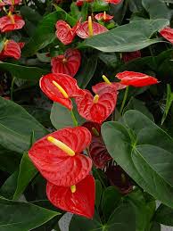 Anthurium Arebo Anthurium Anthurium Flower Anthurium Plant