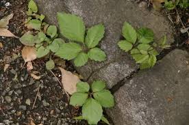 Image result for Cayratia