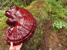Image result for Ganoderma tsugae