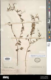 Image result for Oldenlandia affinis