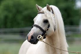 Conform spuselor domnului istvan, deși avem o rasă creată special pentru ofițerii de cavalerie, cai extraordinar de buni (și care sunt folosiți de exemplu în turcia), poliția ori jandarmeria română cumpără cai frizieni. Fata De Pur Sange Arab Cai De Rasa Si Cateva Oi Poze Deosebite Francean