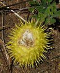 Image result for Cucumis quintanilhae