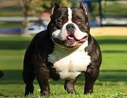 Life Span Of American Bully